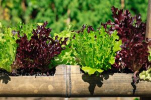 Read more about the article How to grow edible greens?