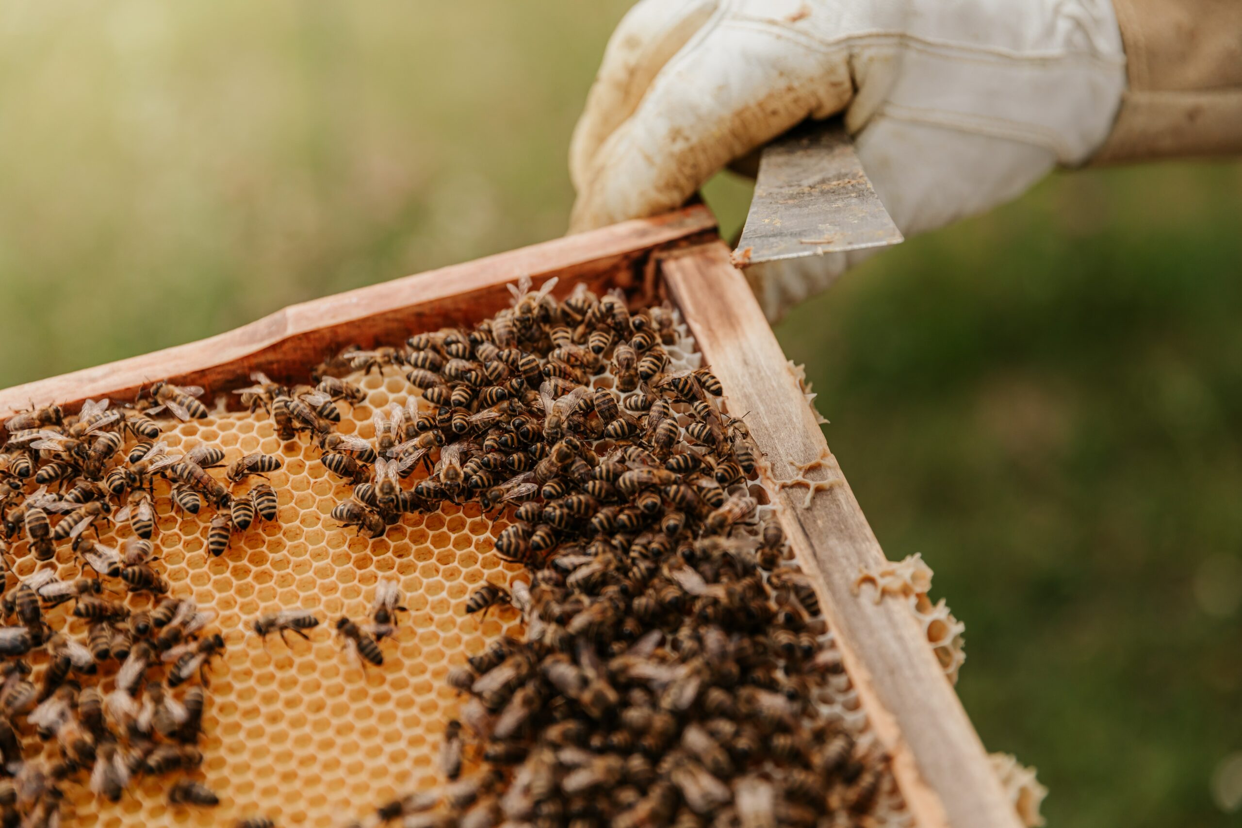 You are currently viewing How to set up an apiary?