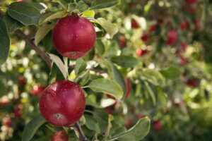 Read more about the article How to grow apple trees?