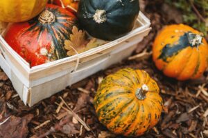 Read more about the article Planting Ideas for Your Fall Garden