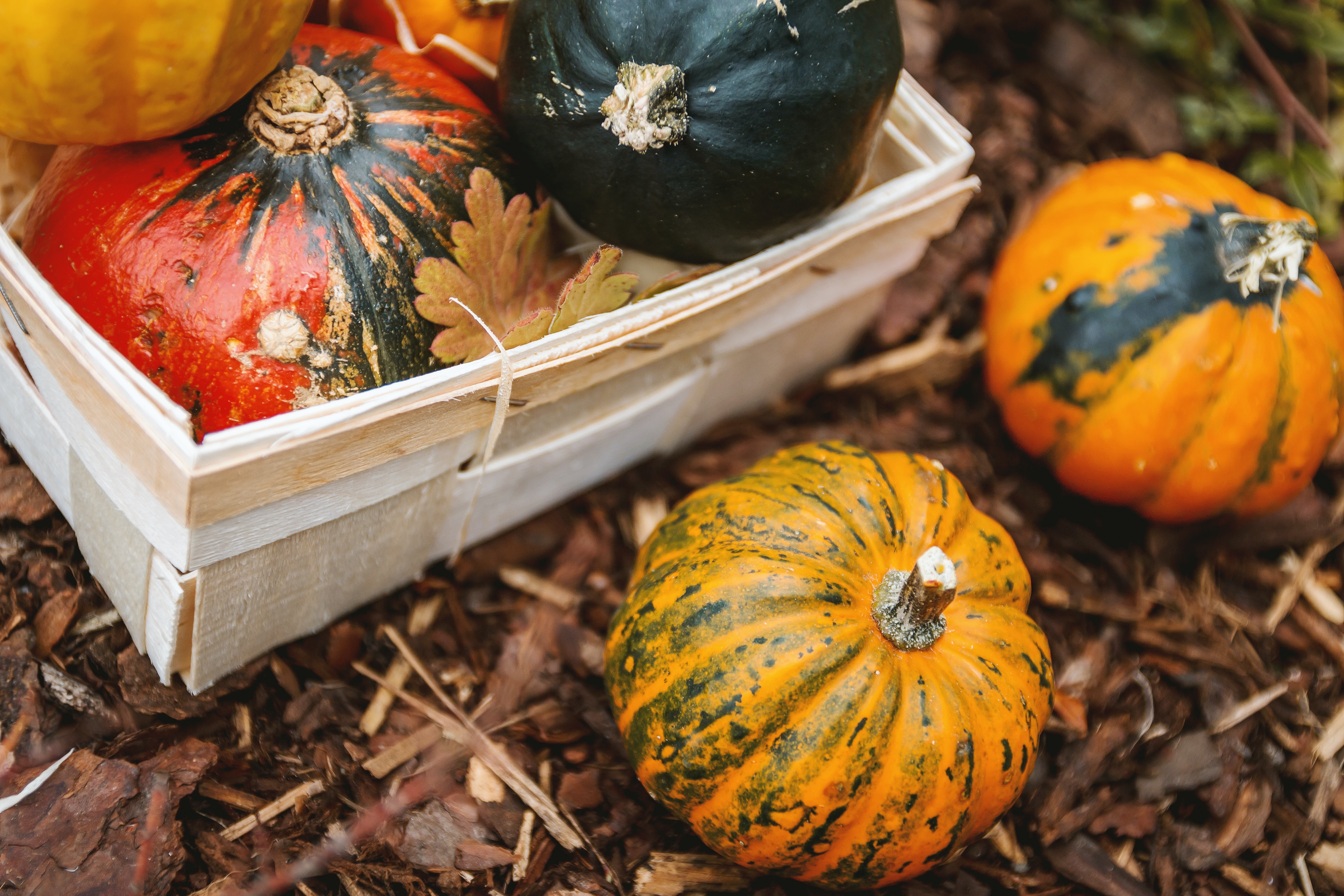 You are currently viewing Planting Ideas for Your Fall Garden