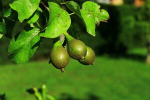 Read more about the article How to transplant an avocado outside?
