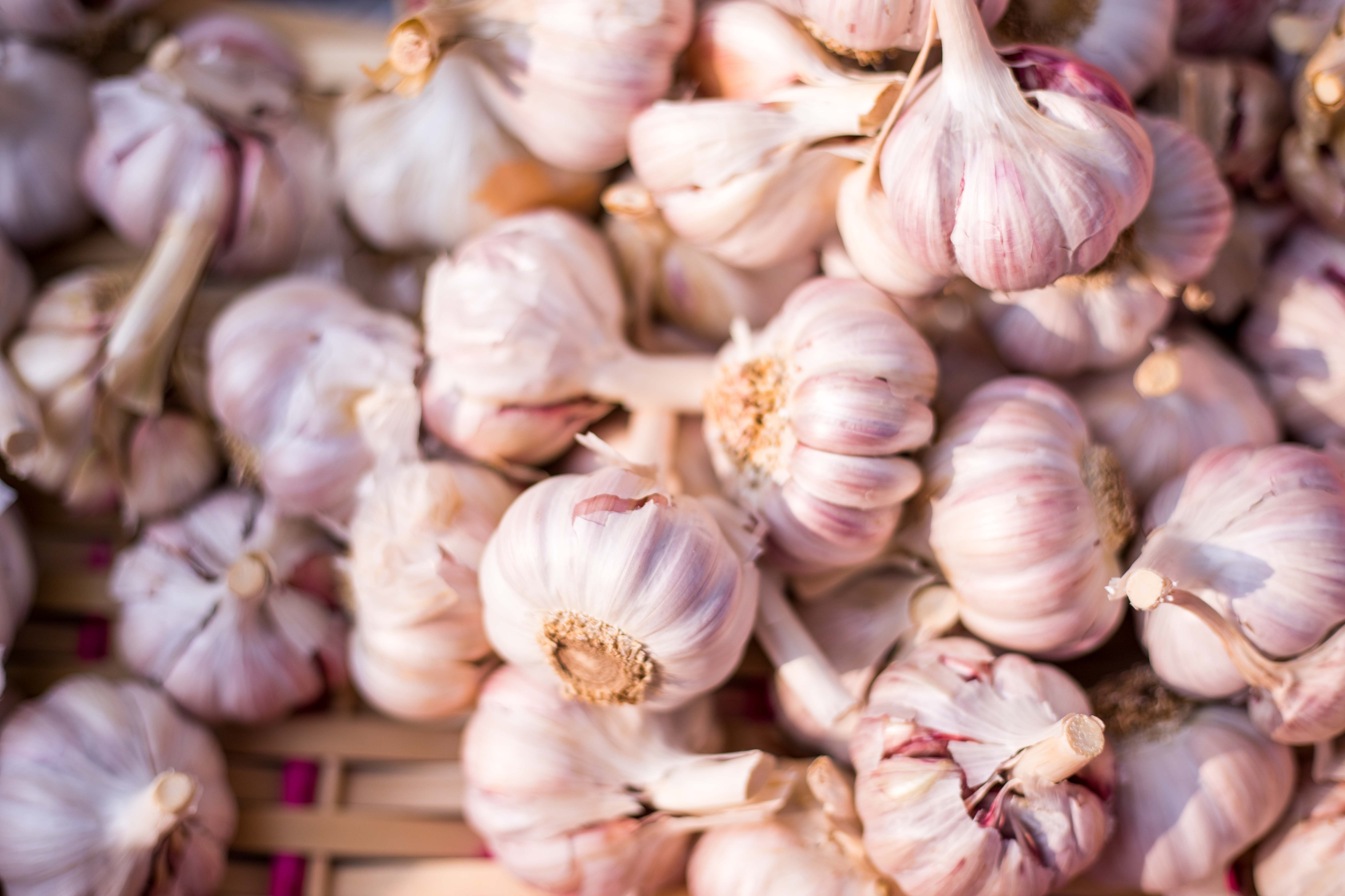 You are currently viewing How to grow garlic in the garden?