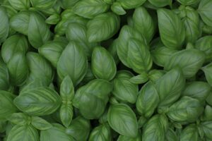 Read more about the article How to grow basil