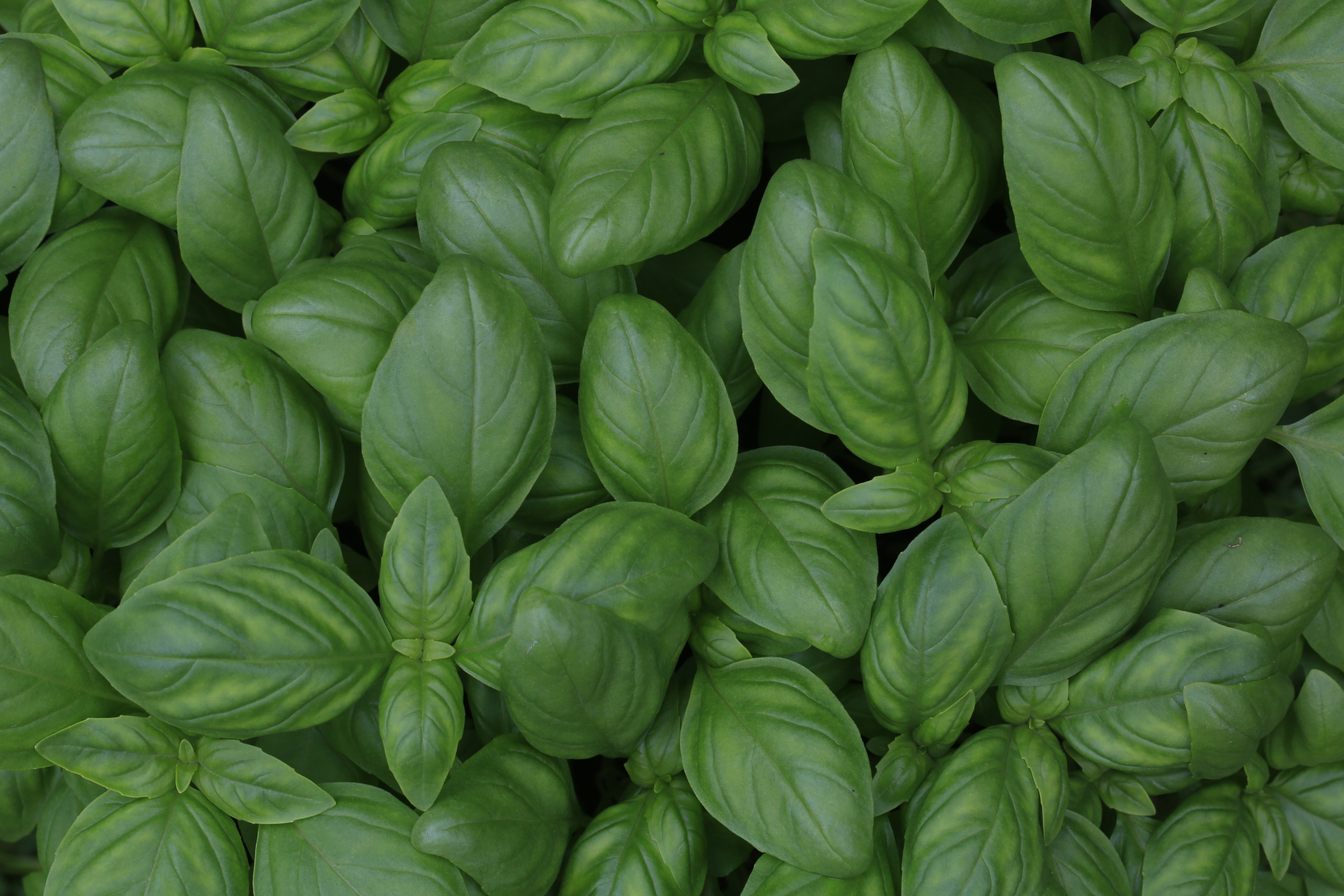You are currently viewing How to grow basil