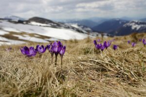 Read more about the article Farewell Winter, Hello Spring: Celebrating the Changing Seasons Around the World